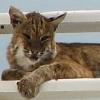 BobCat